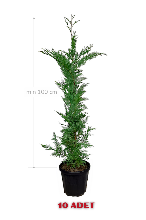 Melez Servi Leylandi Fidanı 100 cm x 10 ad | SERVİ