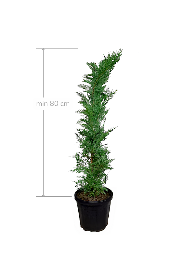 Melez Servi Leylandi Fidanı 80 cm | SERVİ