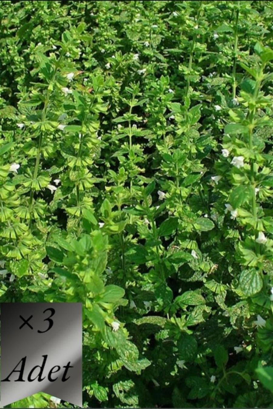 Melisa | Parfüm Çiçeği x 3 ad | TIBBİ ve AROMATİK BİTKİLER