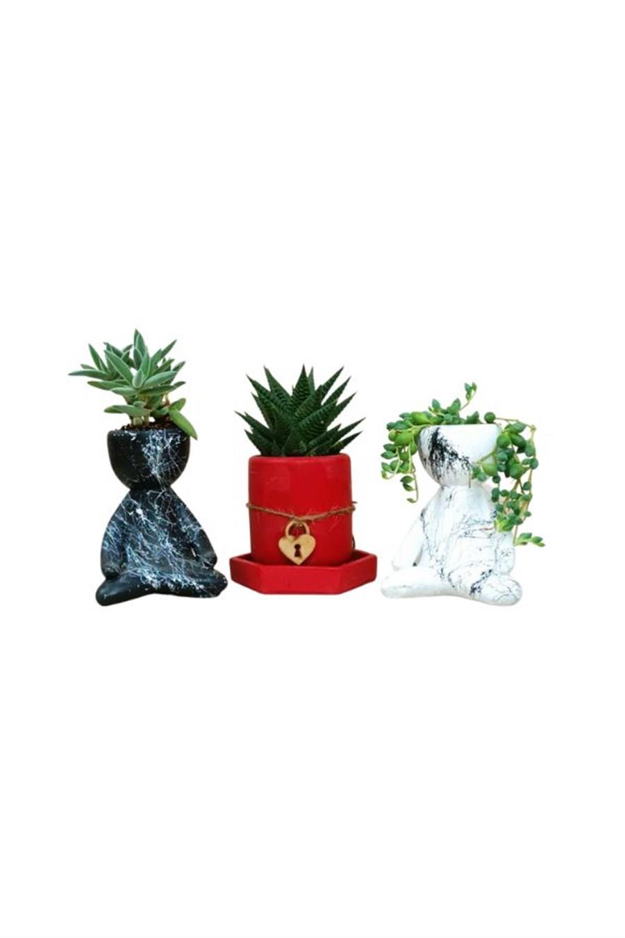 Mermer Desenli 3'lü Set | 3'lü Sukulent Setleri