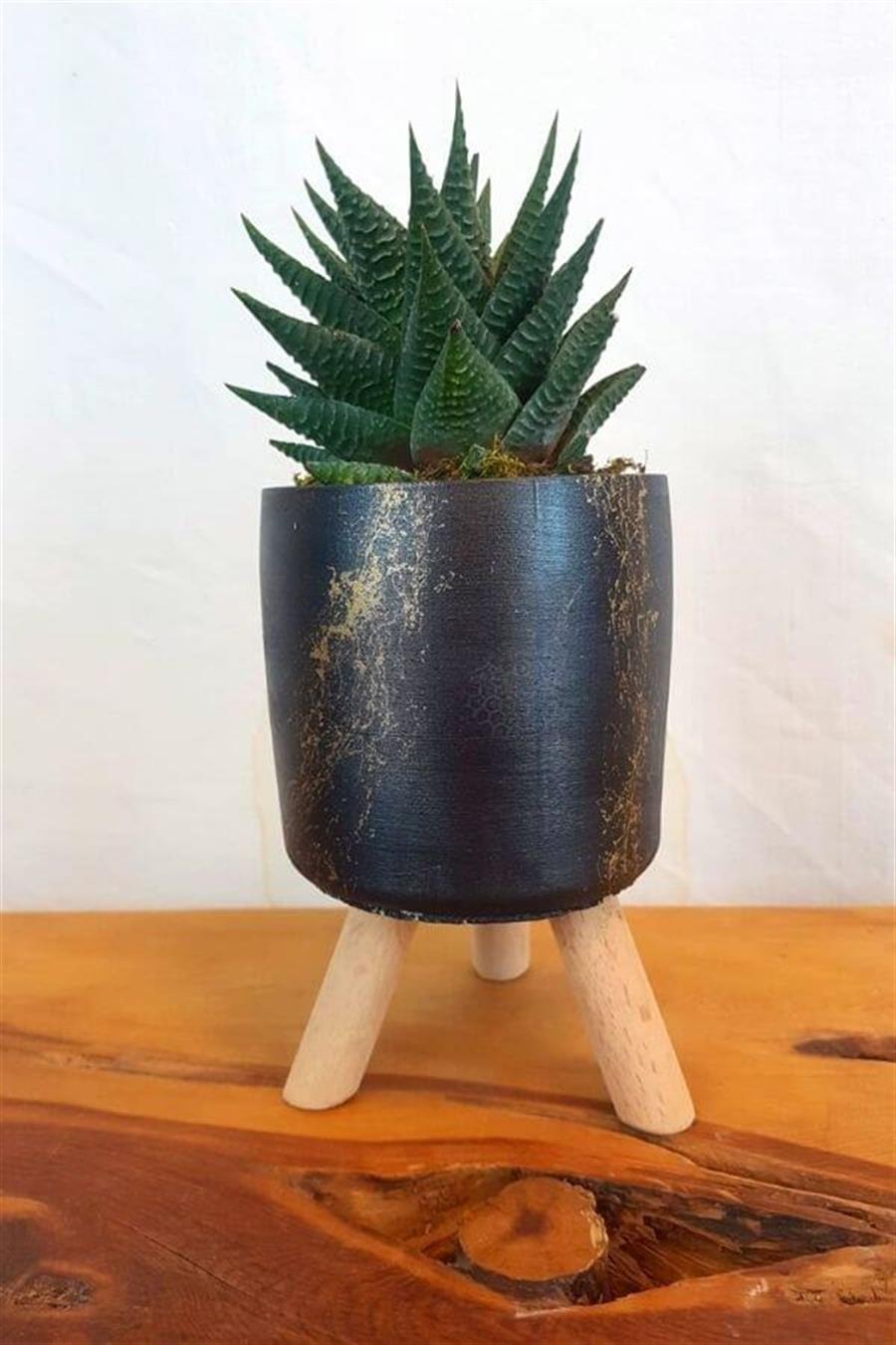 Mermer Desenli Siyah Saksıda Haworthia Lİmifolia | Sukulentler