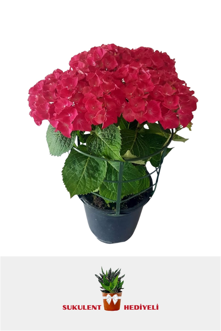 Ortanca (40~60 cm, Kırmızı) | Çalılar ve Çit Bitkileri