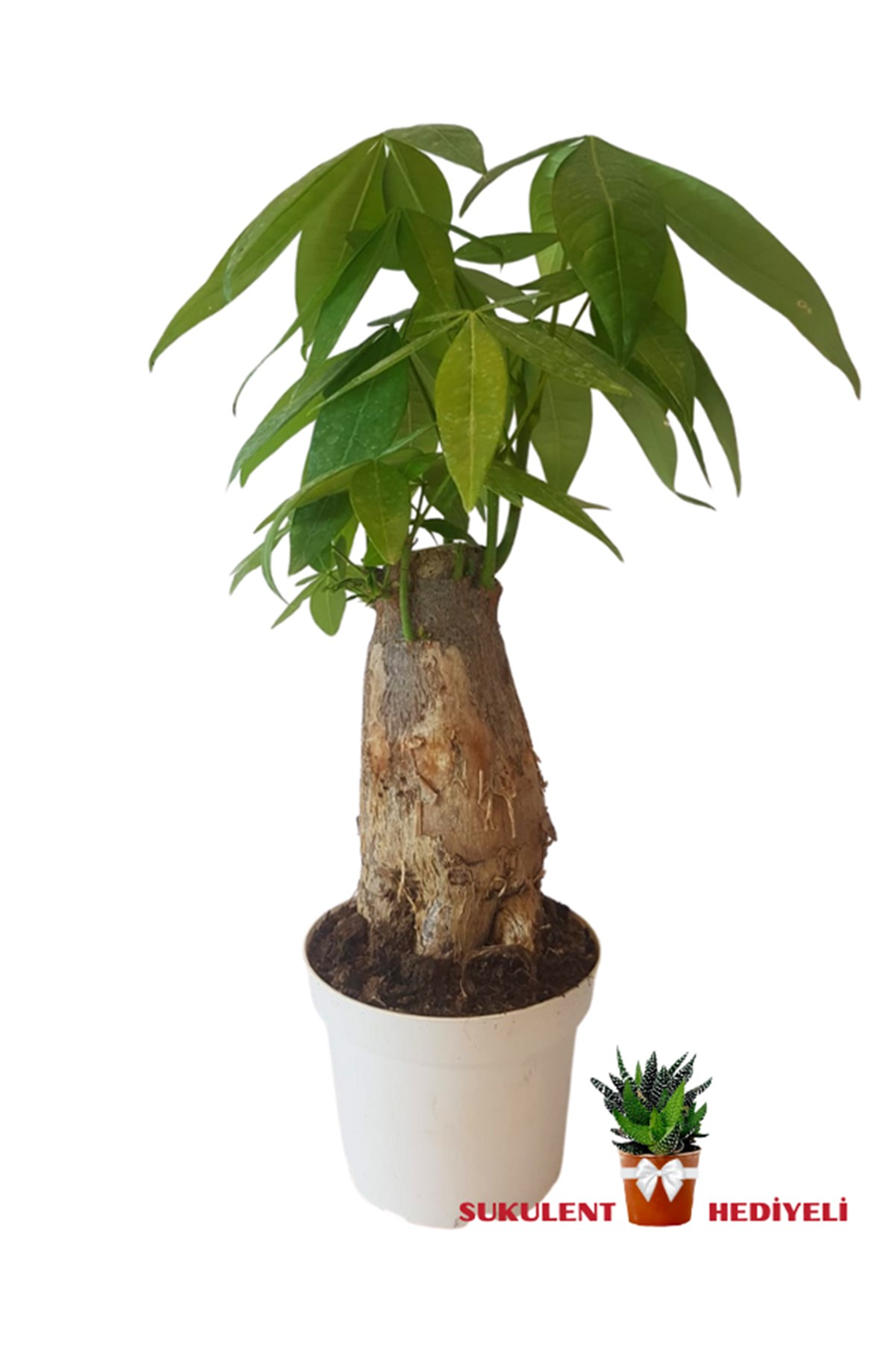 Para Ağacı (20~30 cm) | Yapraklı Salon Bitkileri