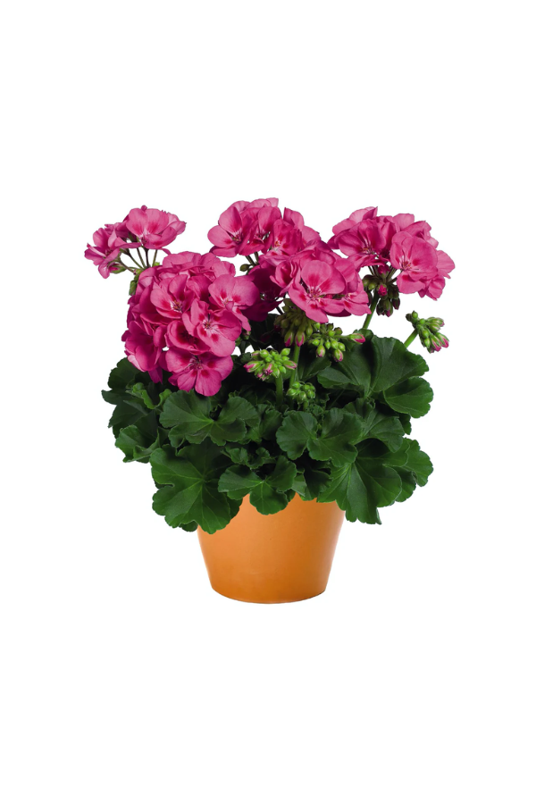 Pembe Top Sardunya Çiçeği | ÇİÇEKLİ SALON BİTKİLERİ