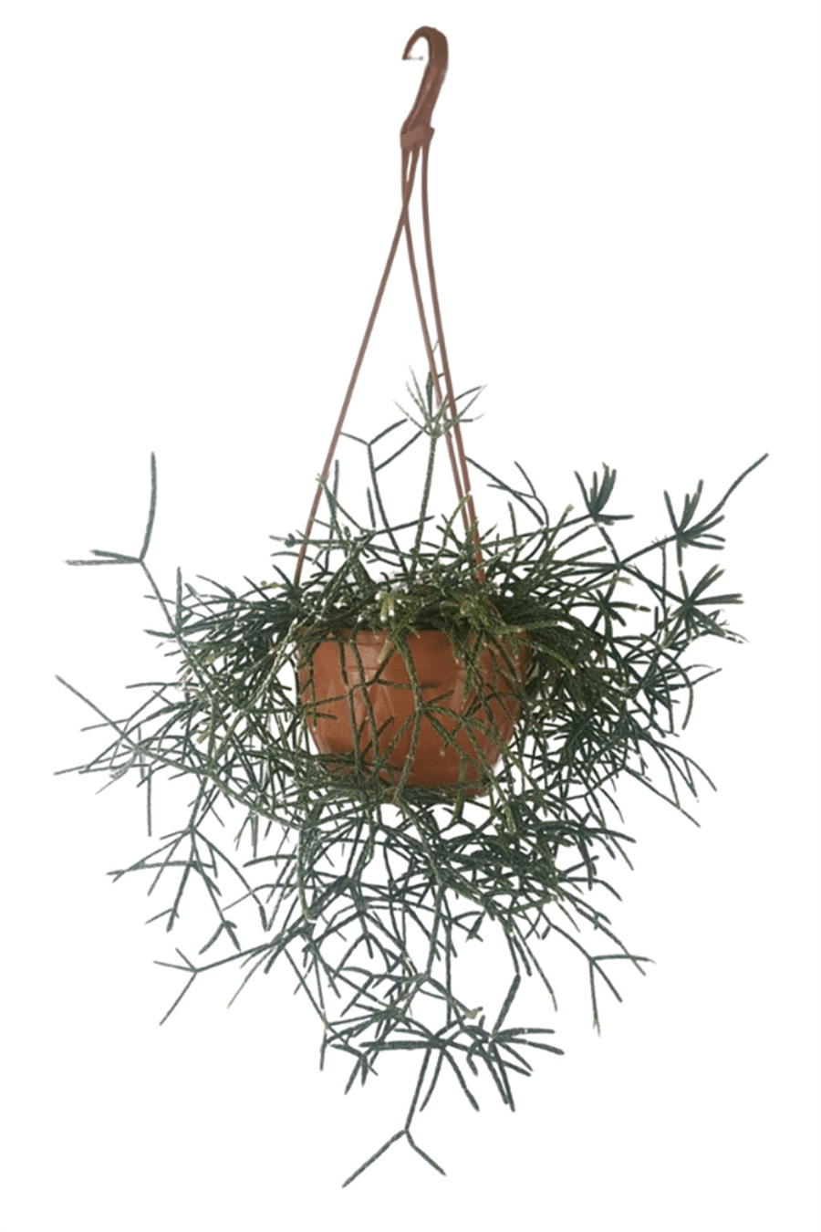 Rhipsalis Pilocarpa | Sarkan Salon Bitkileri