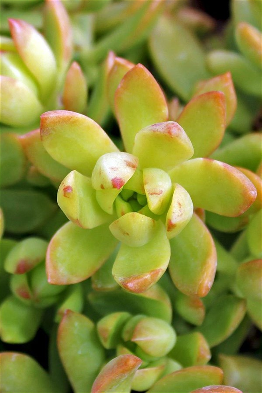 Sedum Adolphii | Sedum | onlinebotanik.com