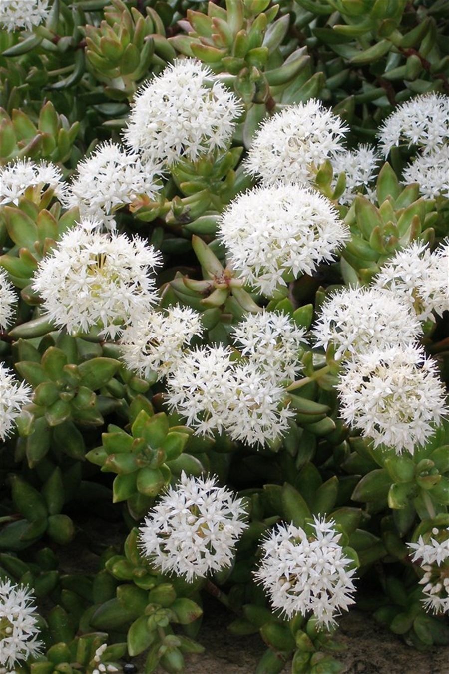 Sedum Adolphii | Sedum | onlinebotanik.com