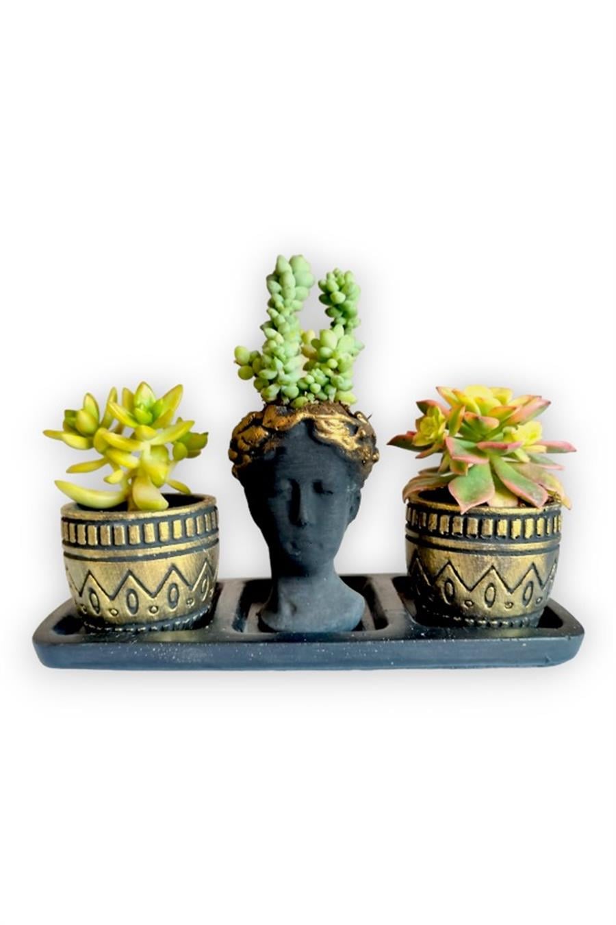 Sedum & Haworthia Kiwi 3'lü Sukulent Seti | Helen Siyah & Gold Seri | 3'lü Sukulent Setleri