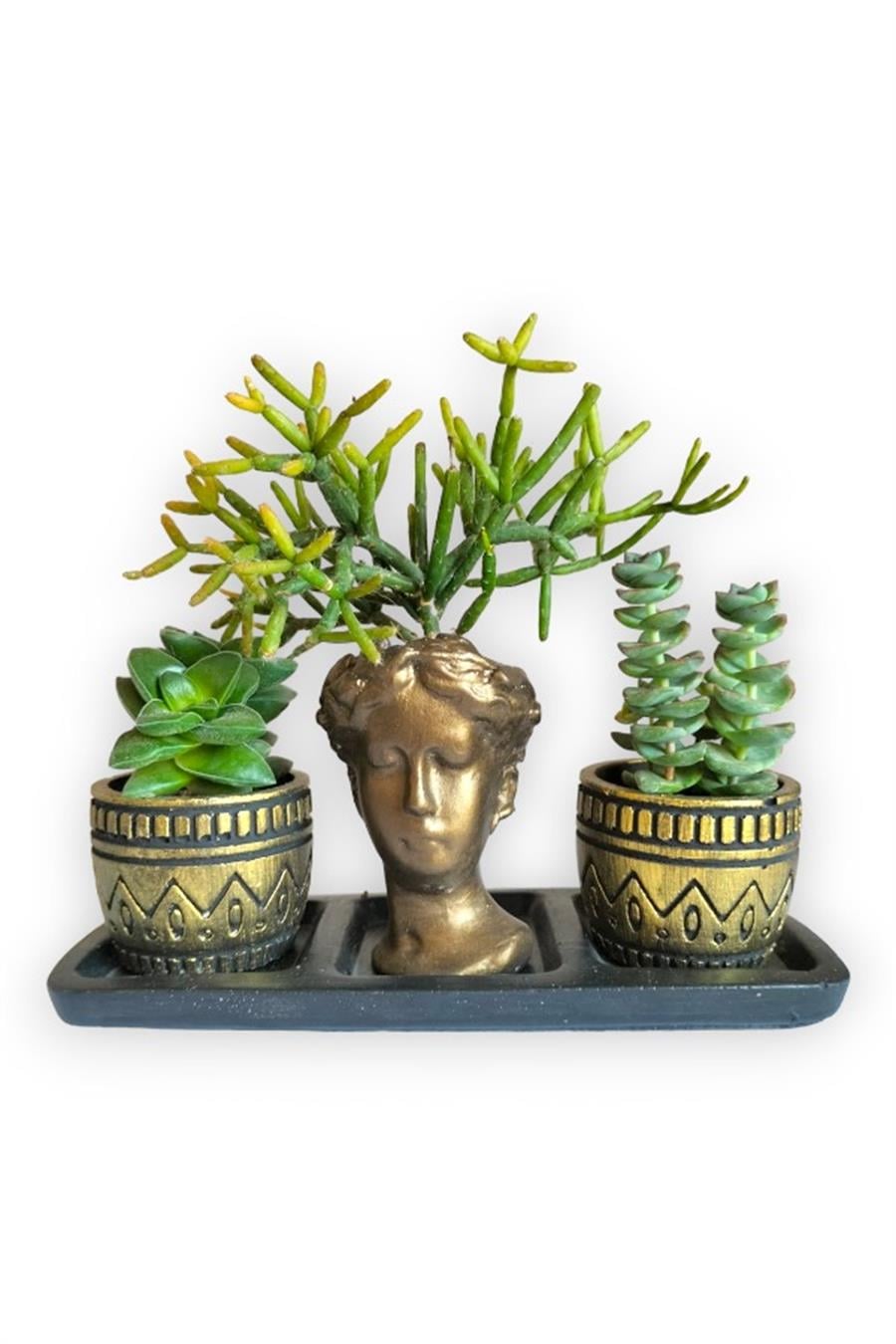 Sedum & Rhipsalis 3'lü Sukulent Seti | Helen Gold Serisi | 3'lü Sukulent Setleri