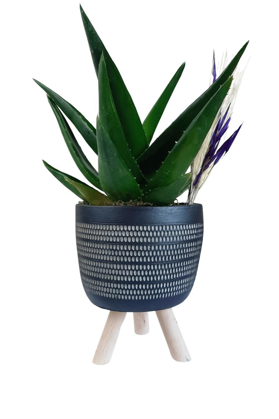 Siyah Ayaklı Saksıda Aloe Brevifolia | Tasarım Çiçekler