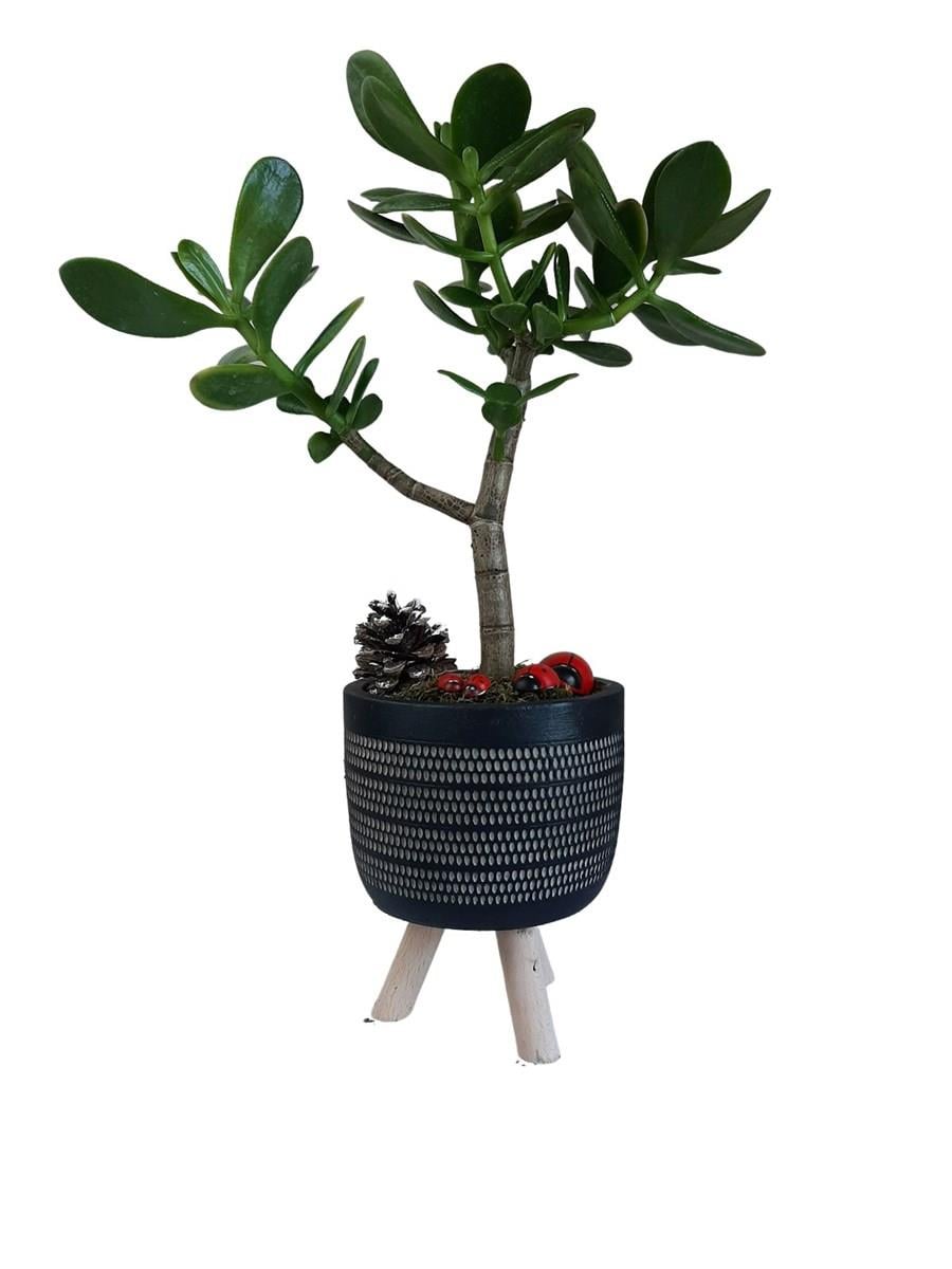 Siyah Ayaklı Saksıda Crassula Ovata | Tasarım Çiçekler