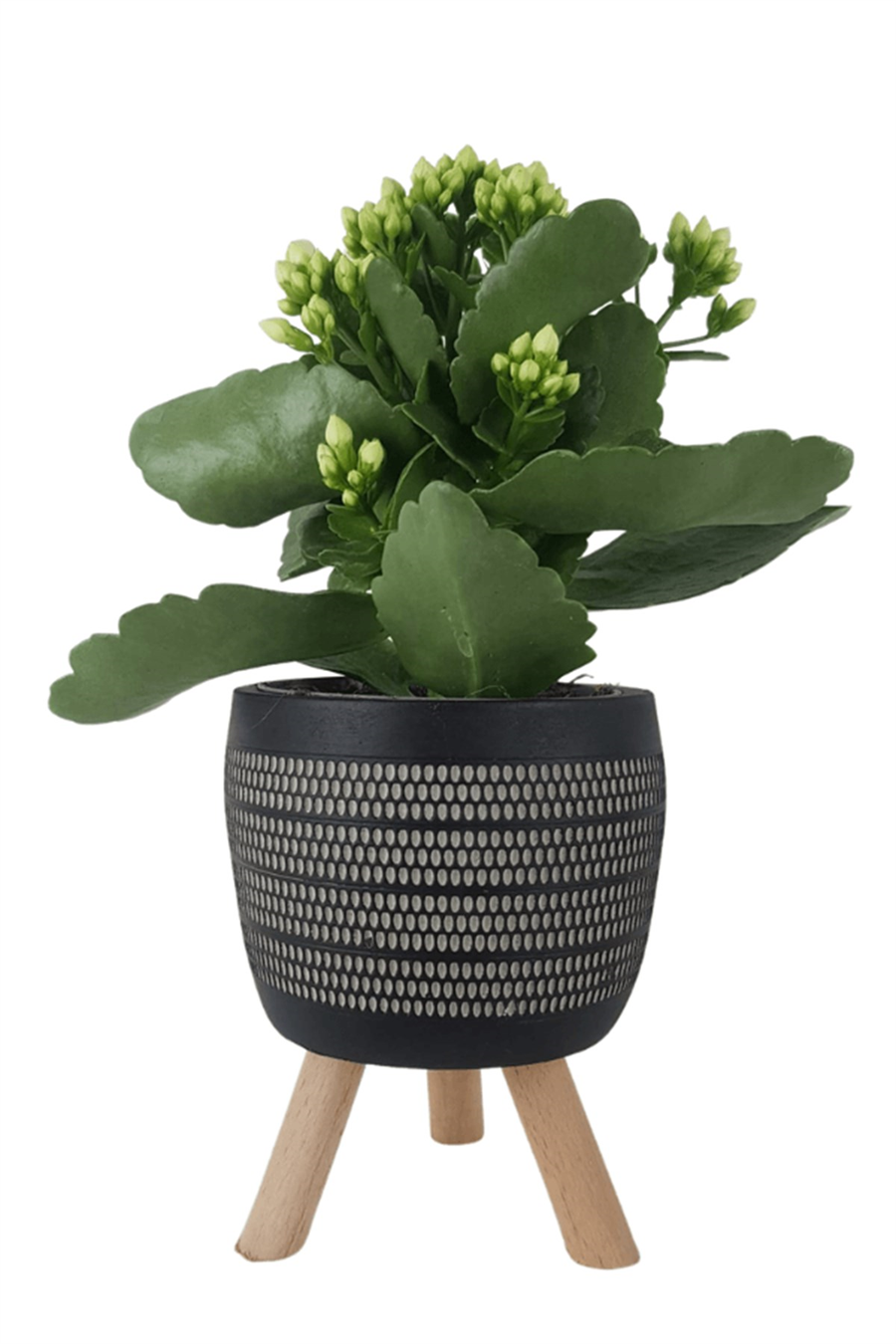 Siyah Damla Saksıda Beyaz Kalanchoe | Kalanchoe
