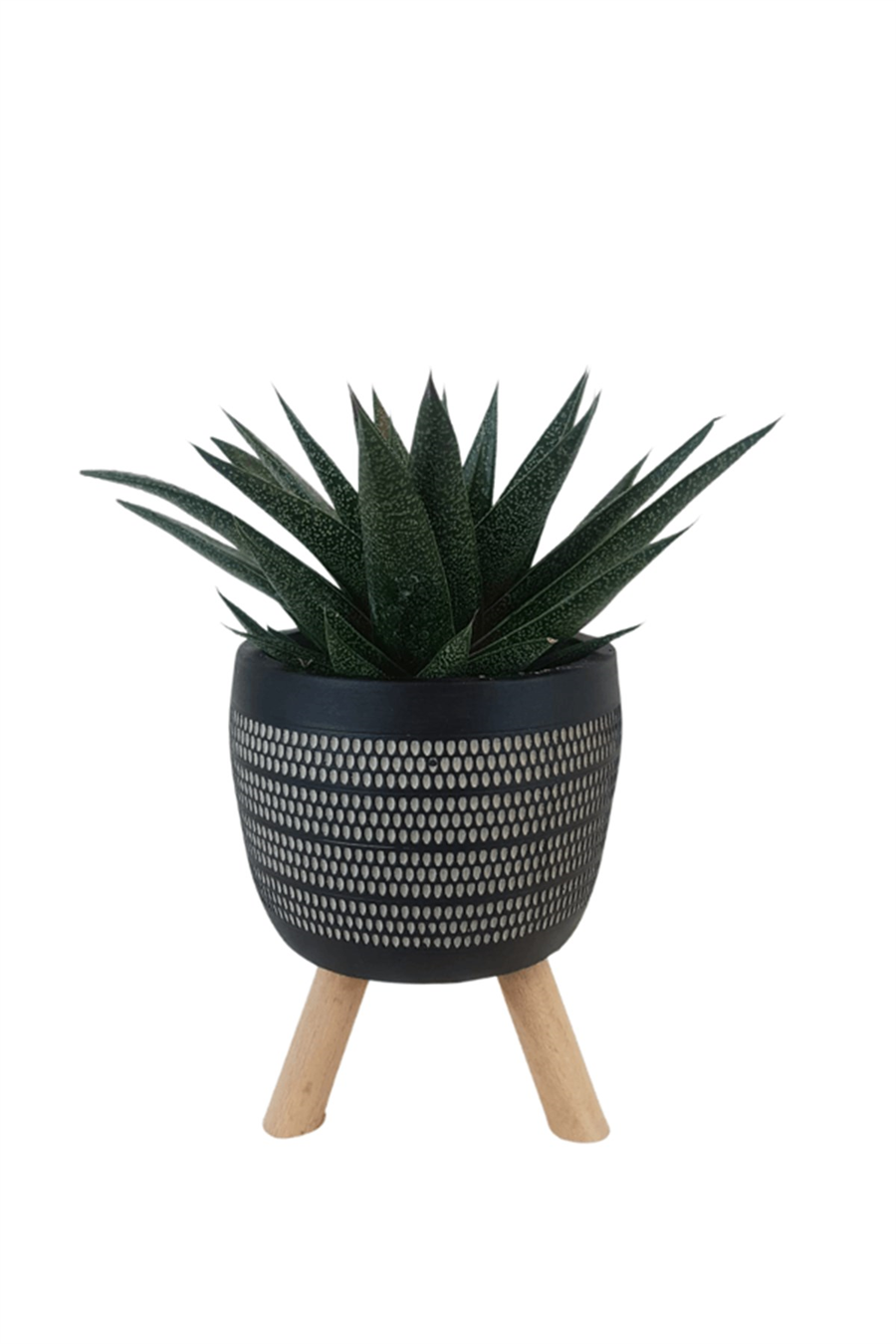 Siyah Damla Saksıda Gasterworthia Royal Princes | Sukulentler