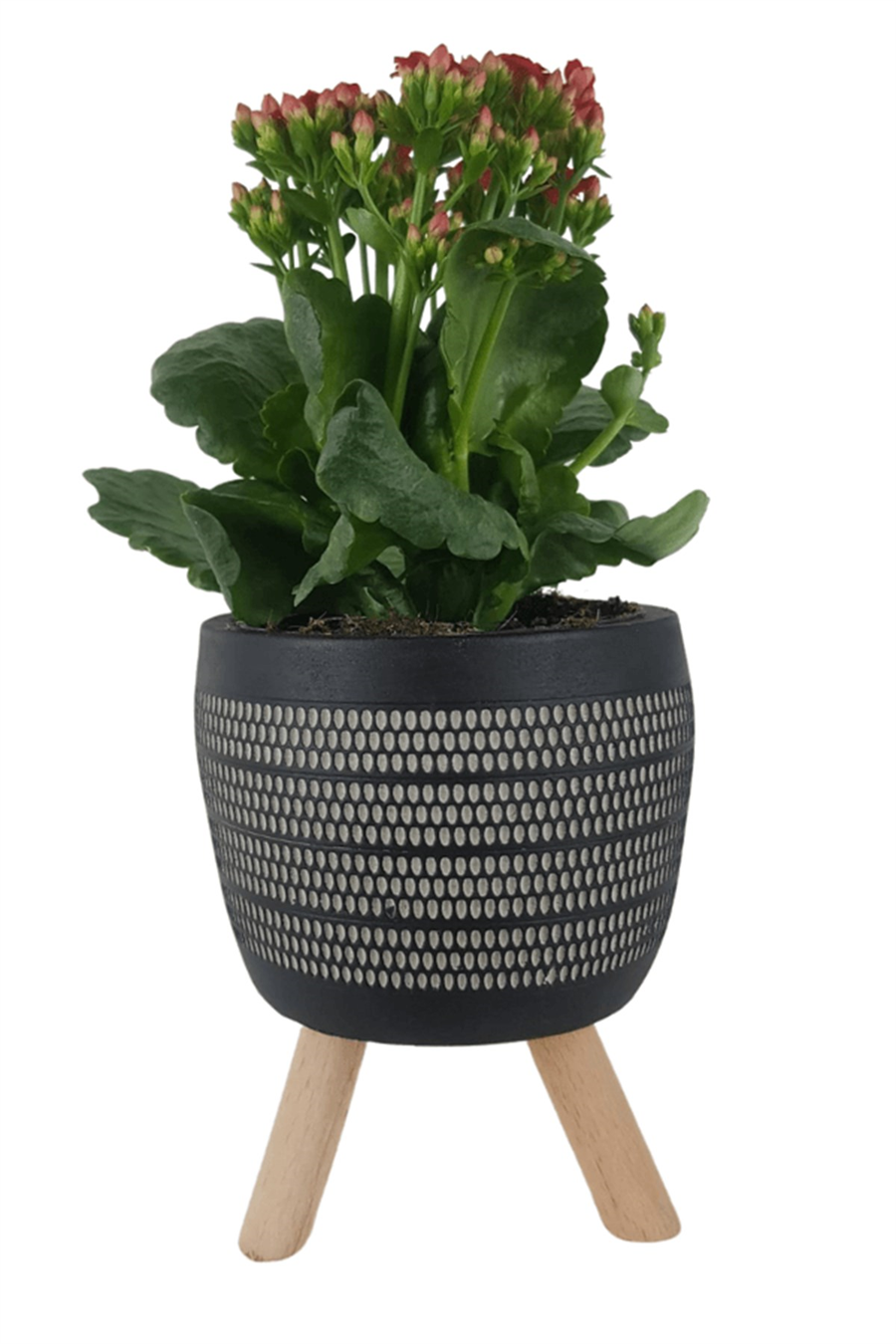 Siyah Damla Saksıda Kırmızı Kalanchoe | Kalanchoe