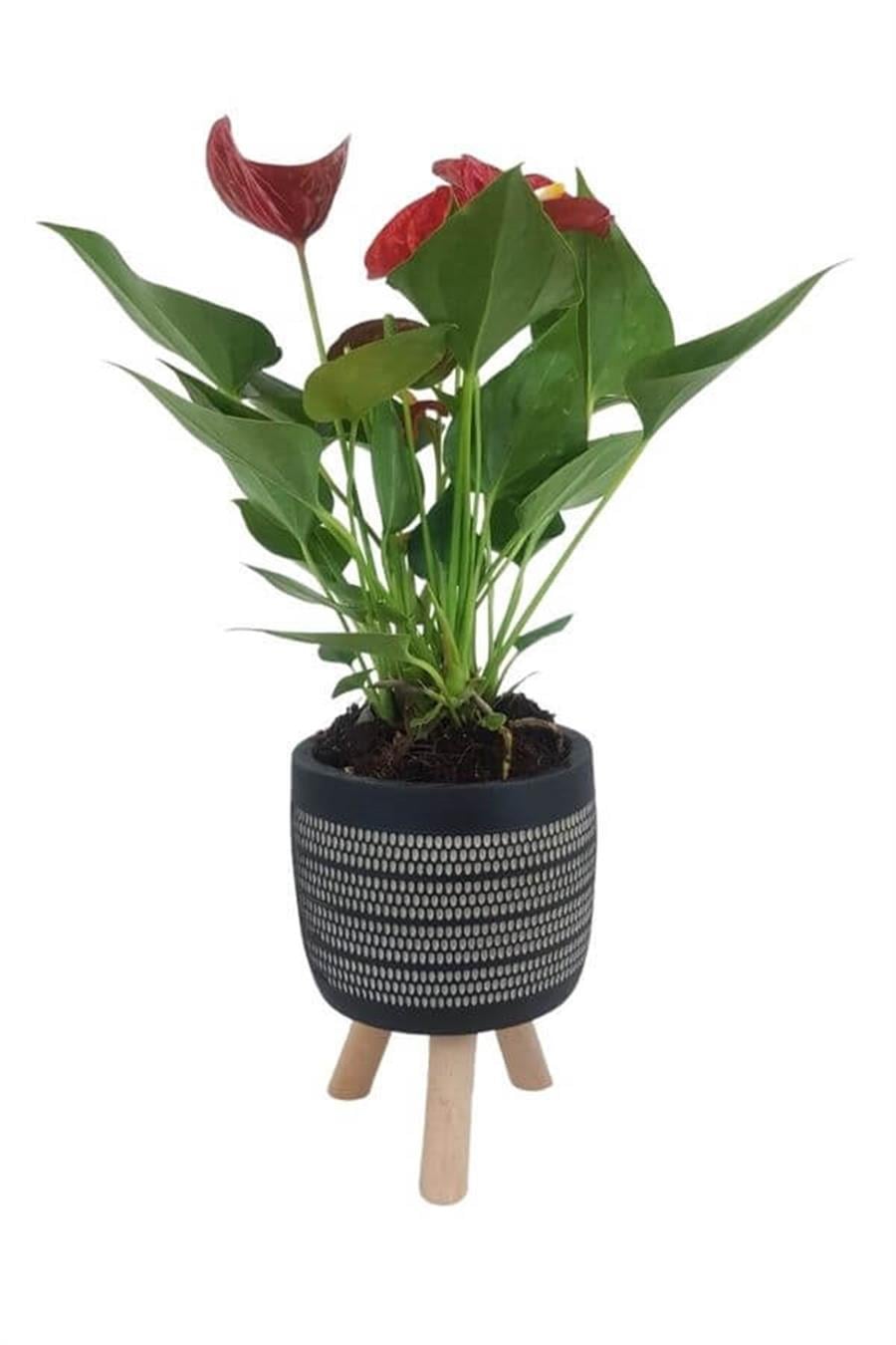 Siyah Damla Saksıda Mini Anthorium | Anthorium