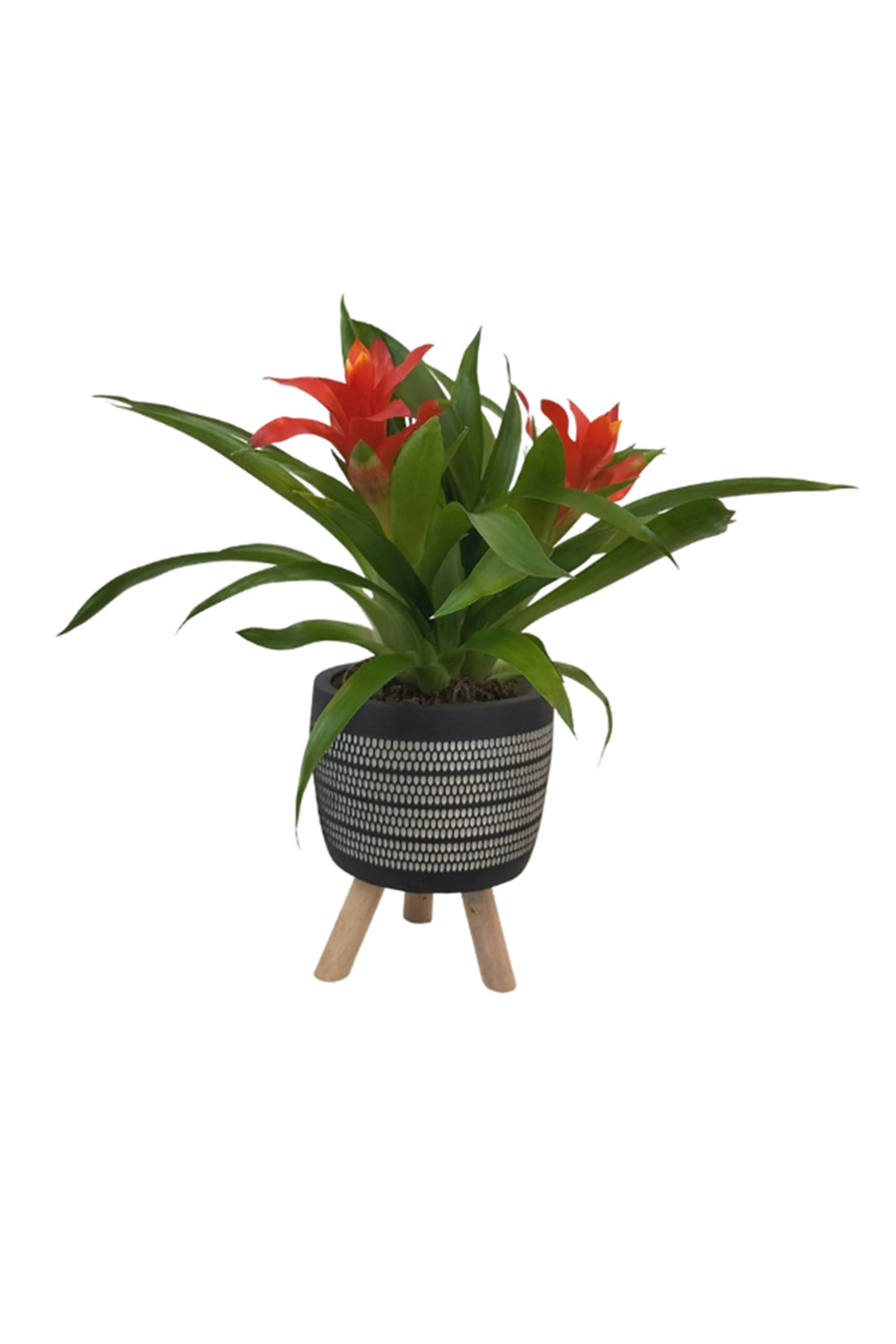 Siyah Damla Saksıda Mini Guzmanya | Saksılı Ürünler