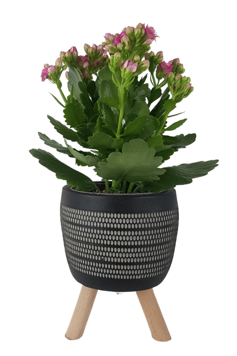 Siyah Damla Saksıda Pembe Kalanchoe | Kalanchoe