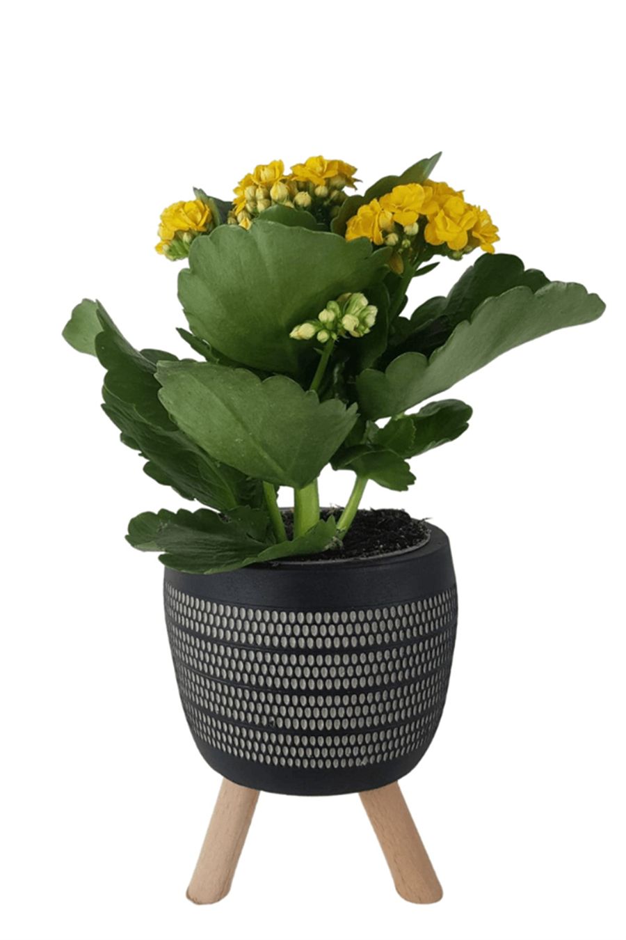 Siyah Damla Saksıda Sarı Kalanchoe | Kalanchoe