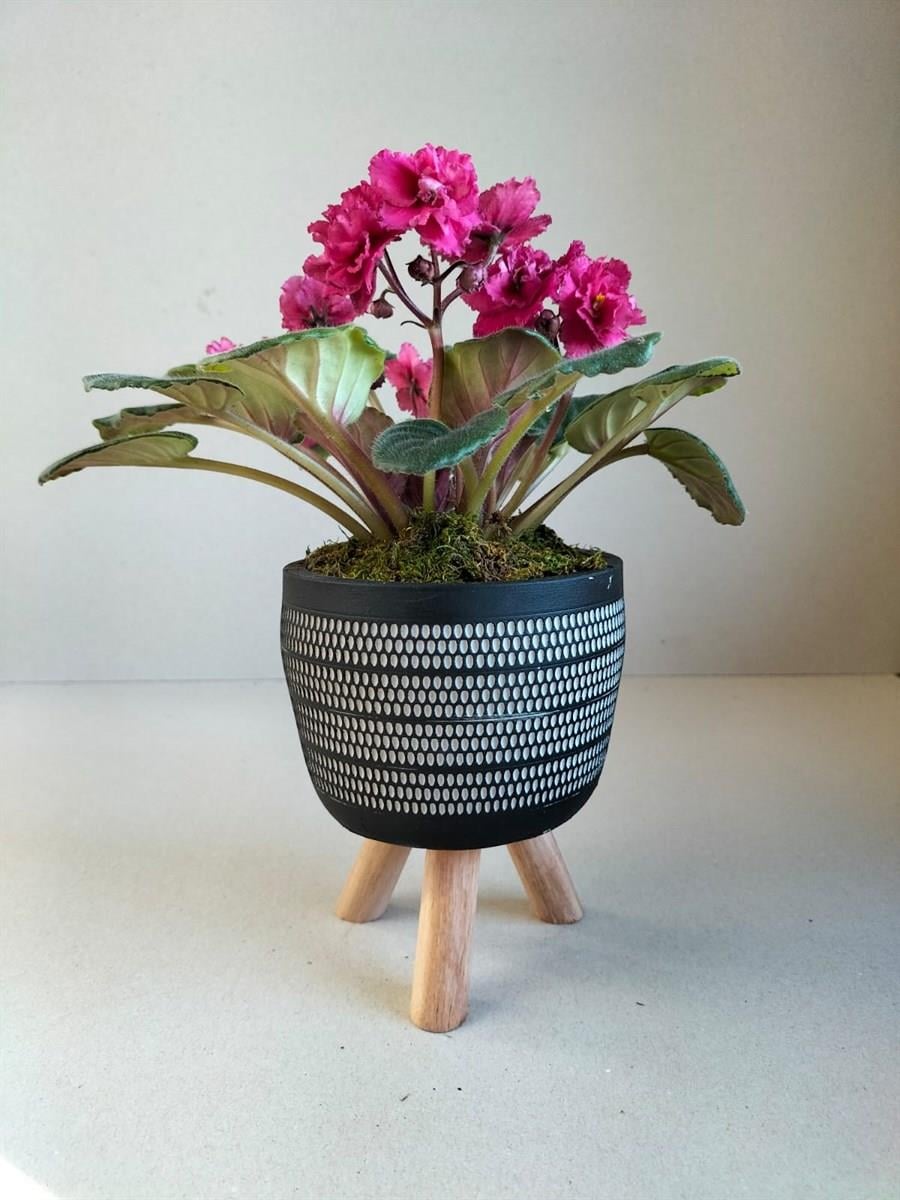 Siyah Saksıda Koyu Pembe Menekşe | Tasarım Çiçekler