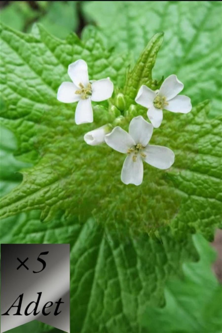 Sosyete Sarımsağı x 5 ad | TIBBİ ve AROMATİK BİTKİLER