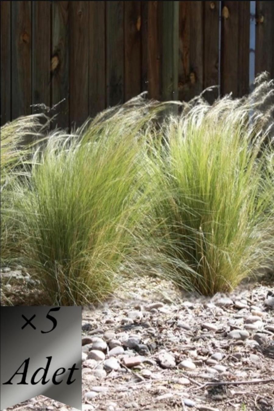 Stipa At Kuyruğu Çimi x 5 ad | SAZLAR ve OTSU BİTKİLER