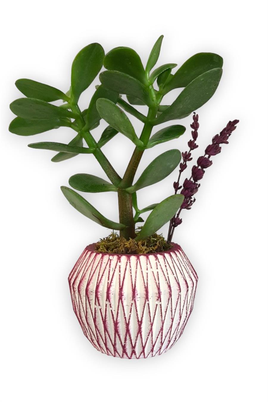 Sukulent Crassula Ovata | Pembe Saksıda | Crassula