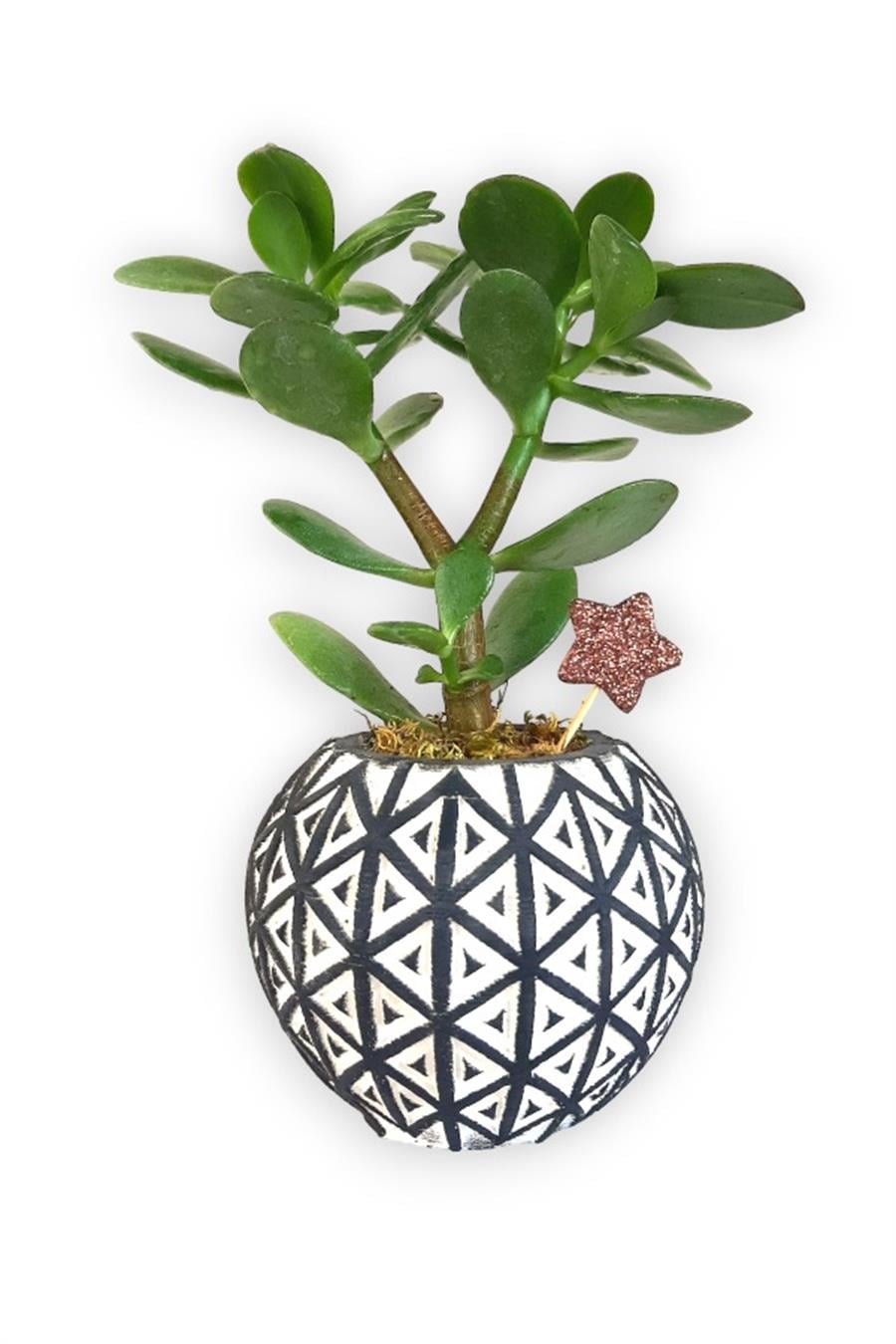 Sukulent Crassula Ovata | Siyah Desen Saksıda | Crassula