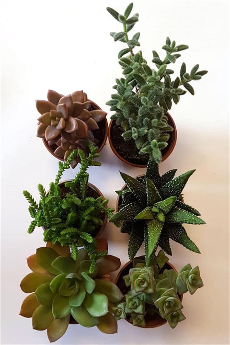 Sukulent Seti 6lı - 02 | 6lı Setler