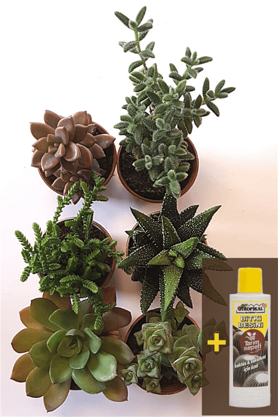 Sukulent Seti 6lı - 02 + Sukulent Besini | 6lı Setler