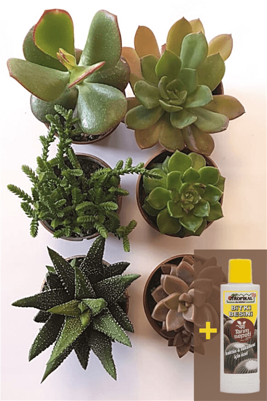 Sukulent Seti 6lı - 03 + Sukulent Besini | 6lı Setler