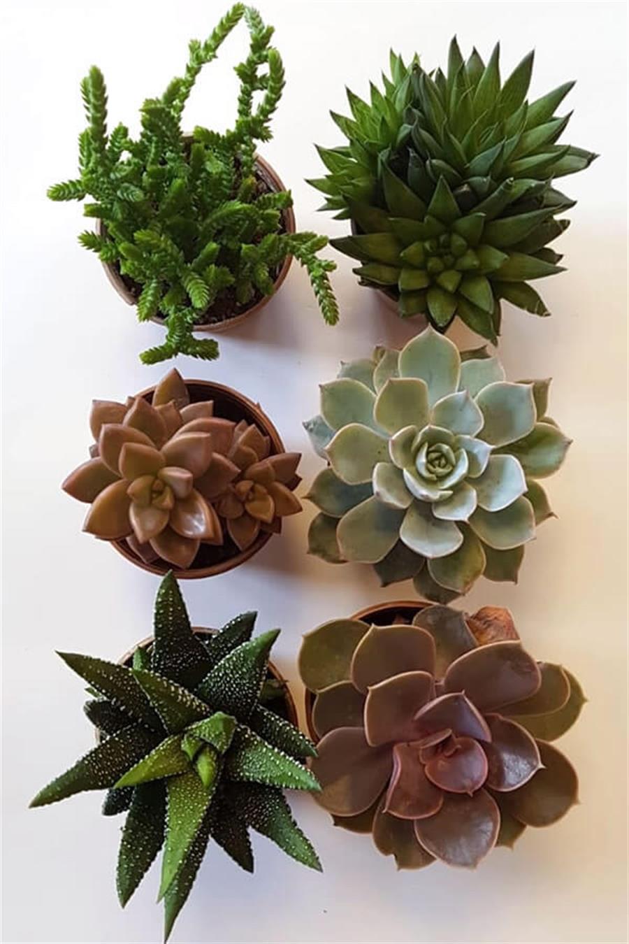 Sukulent Seti 6lı - 06 | 6lı Setler