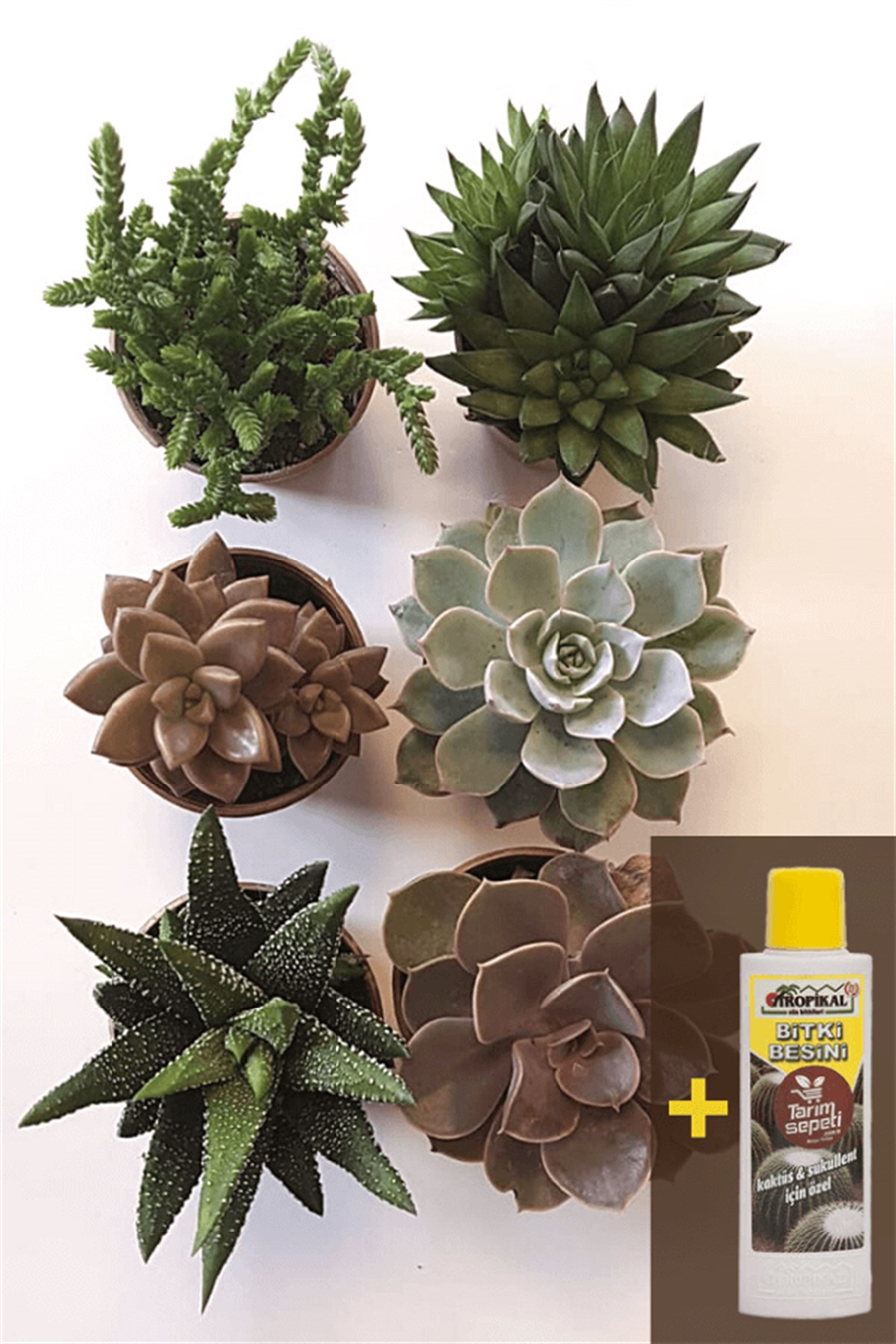 Sukulent Seti 6lı - 06 + Sukulent Besini | 6lı Setler