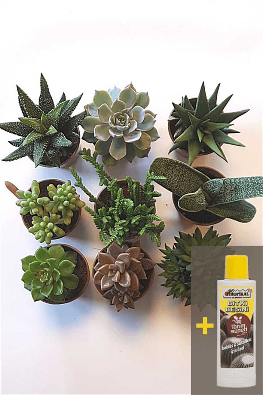 Sukulent Seti 9lu - 02 + Sukulent Besini | 9lu Setler