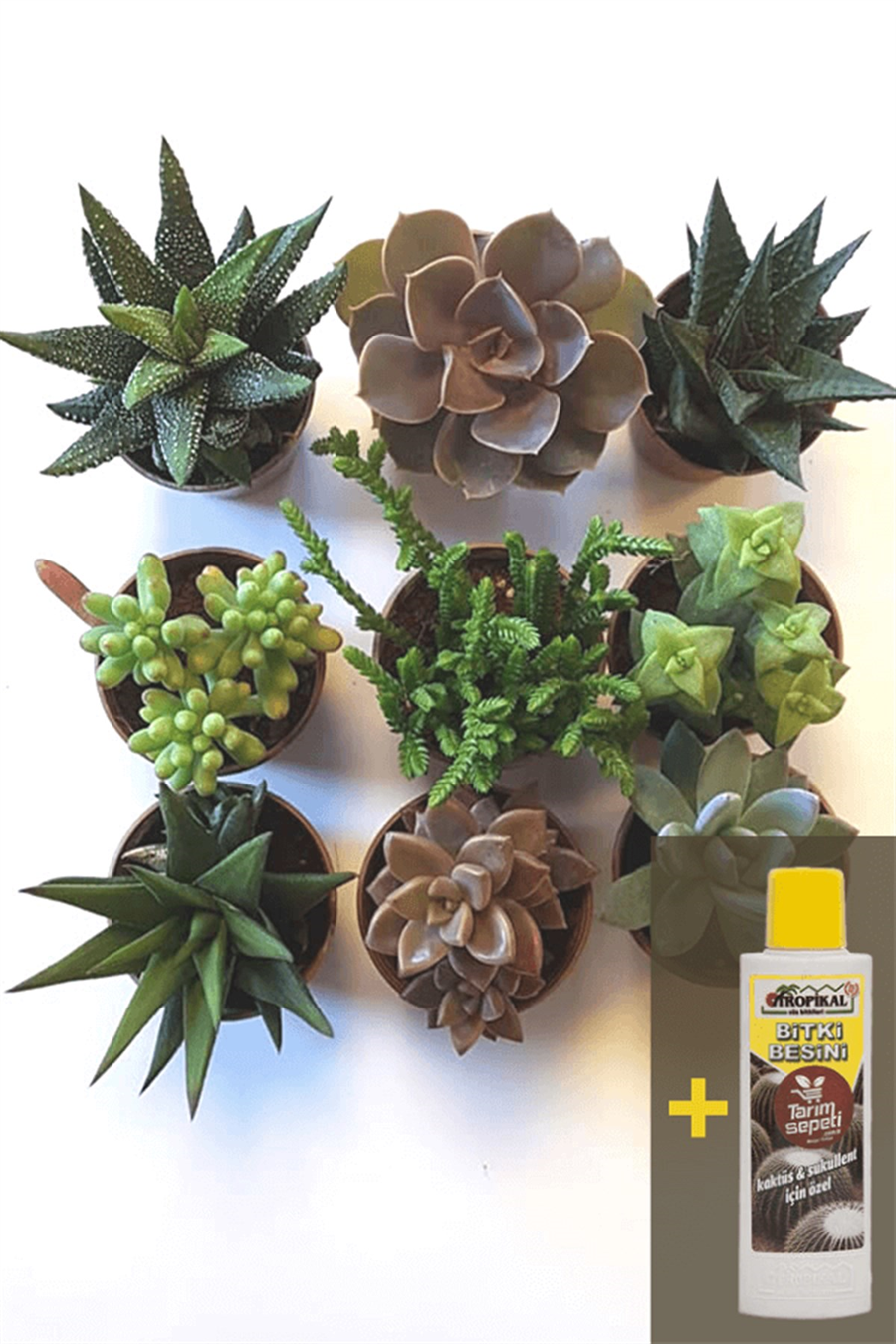 Sukulent Seti 9lu - 03 + Sukulent Besini | 9lu Setler