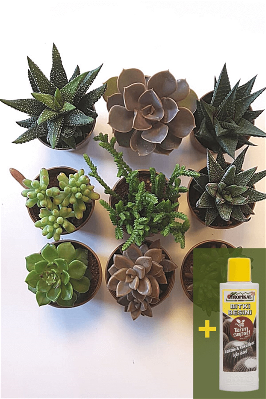 Sukulent Seti 9lu - 04 + Sukulent Besini | 9lu Setler