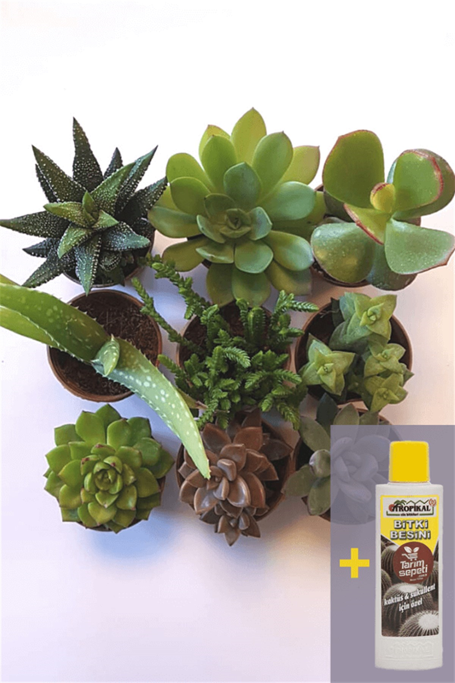 Sukulent Seti 9lu - 05 + Sukulent Besini | 9lu Setler