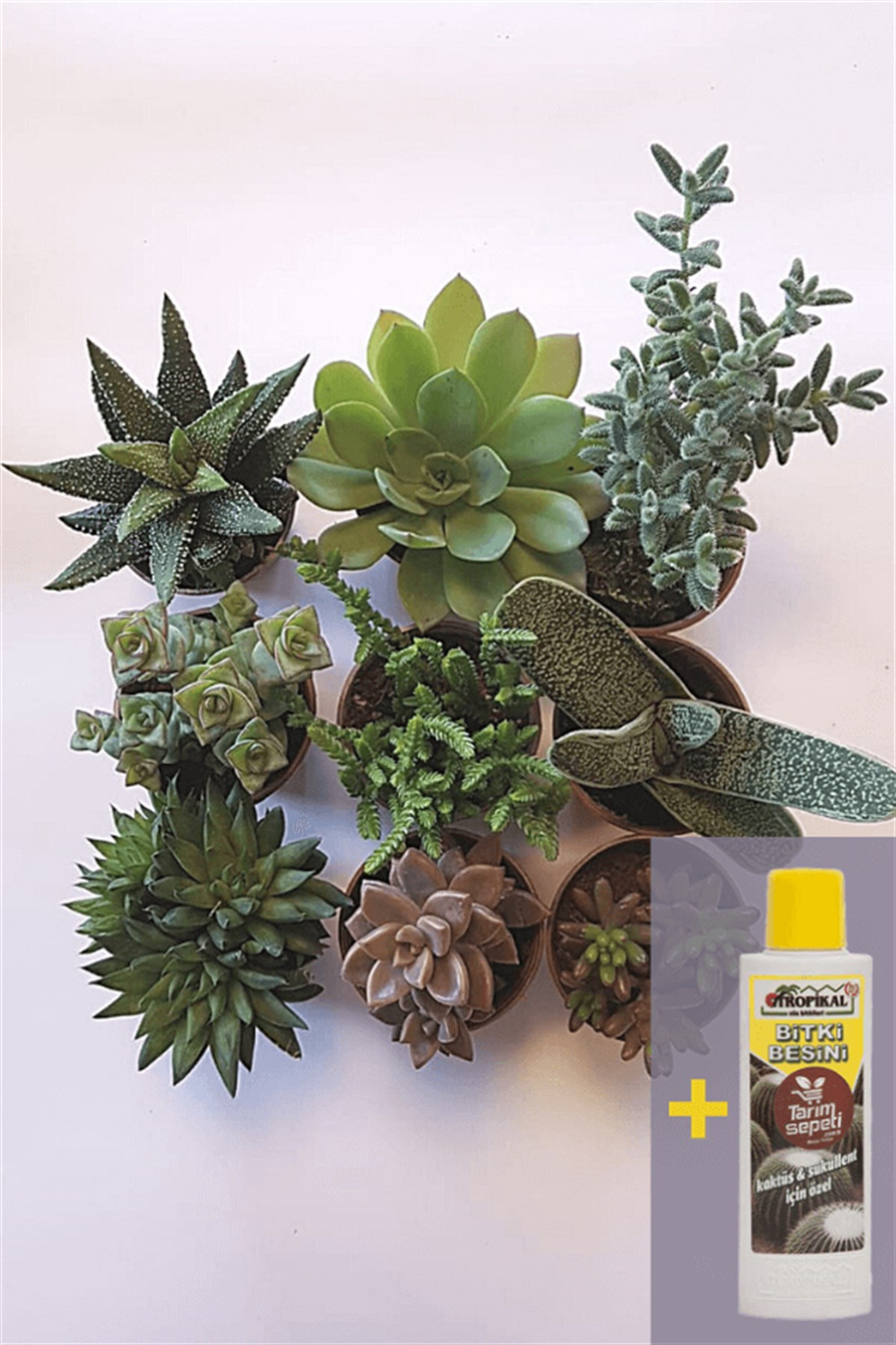 Sukulent Seti 9lu - 06 + Sukulent Besini | 9lu Setler