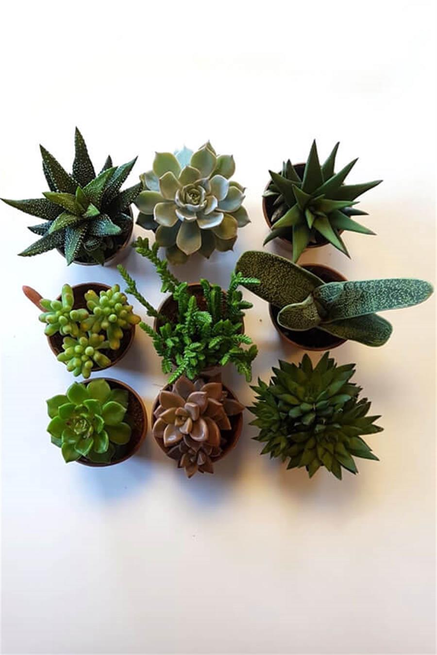 Sukulent Seti 9lu - B | Sukulent Setleri
