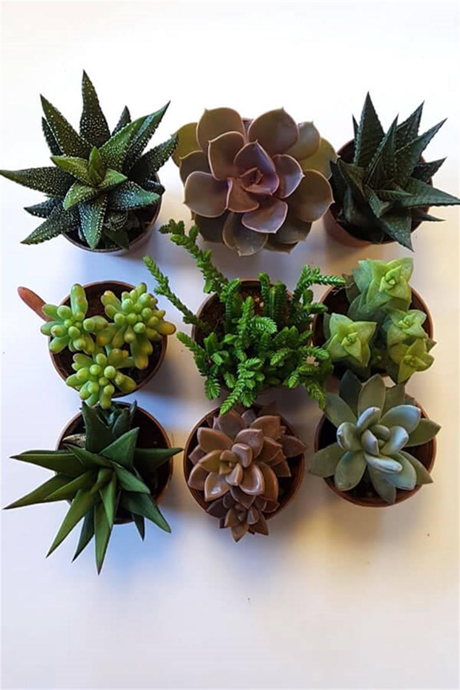 Sukulent Seti 9lu - C | Sukulent Setleri