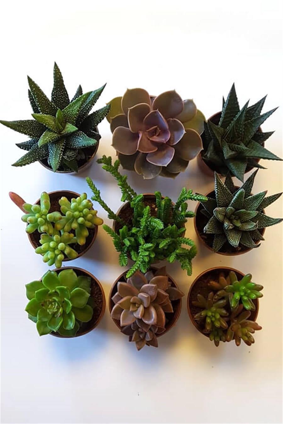 Sukulent Seti 9lu - D | Sukulent Setleri