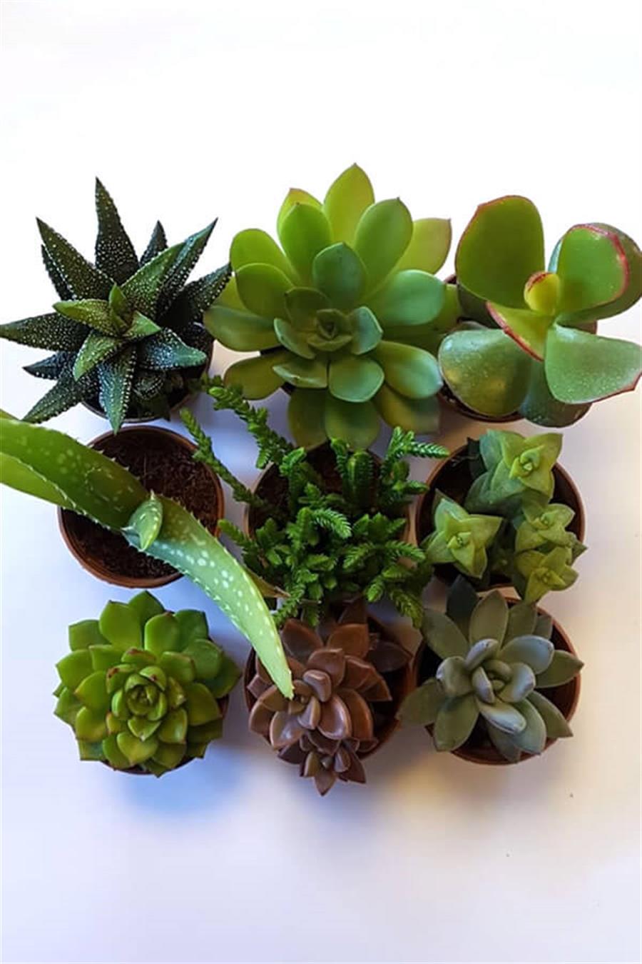 Sukulent Seti 9lu - E | Sukulent Setleri
