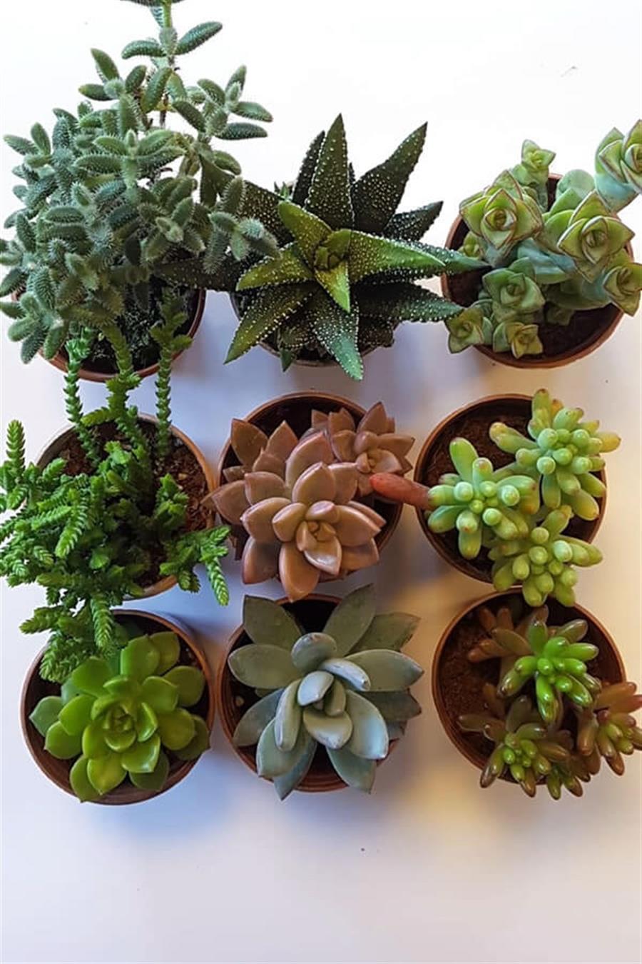 Sukulent Seti 9lu - G | Sukulent Setleri