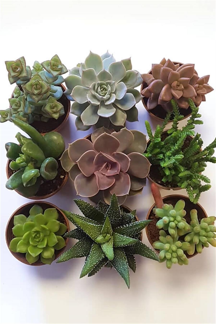 Sukulent Seti 9lu | Sukulent Setleri
