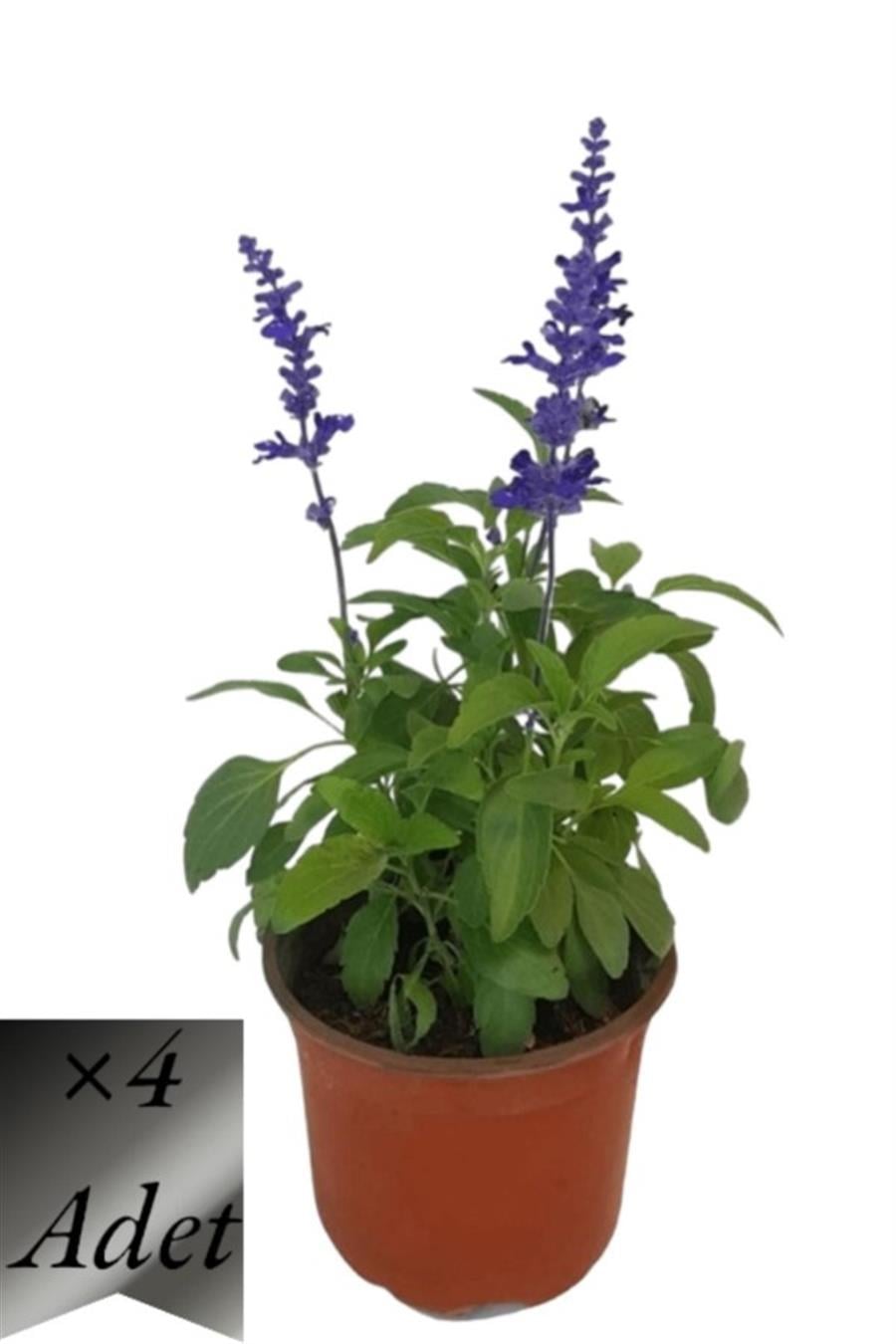 Süs Ada Çayı Fidanı x 4 ad | TIBBİ ve AROMATİK BİTKİLER