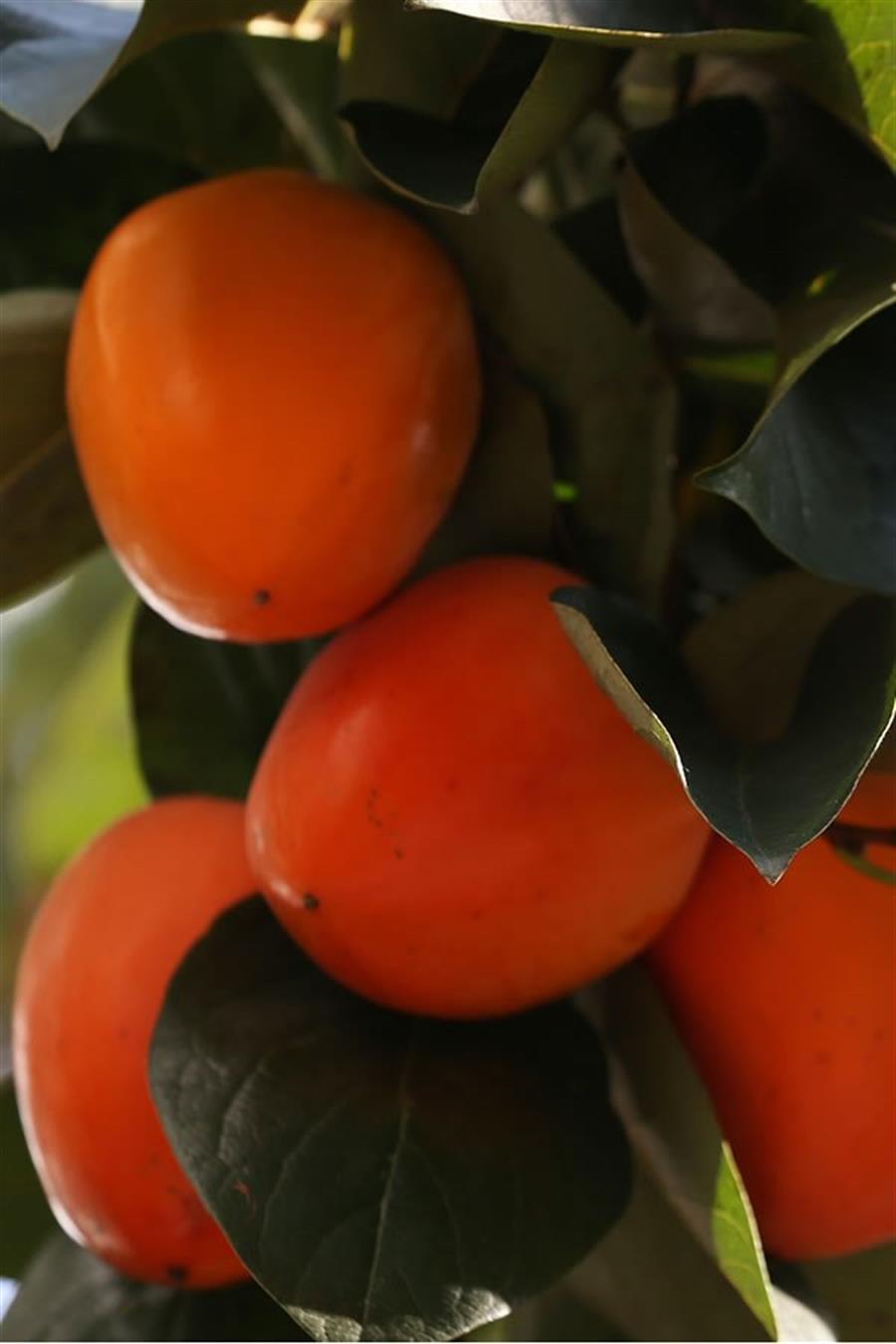 Trabzon Hurması | HURMA