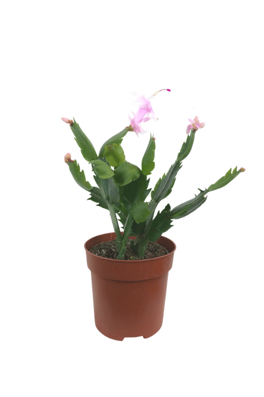 Yılbaşı Çiçeği | Yılbaşı