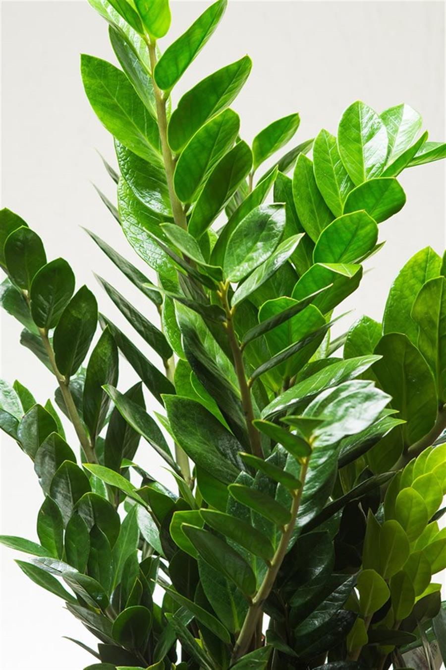 Zamia (40~60 cm) | onlinebotanik.com