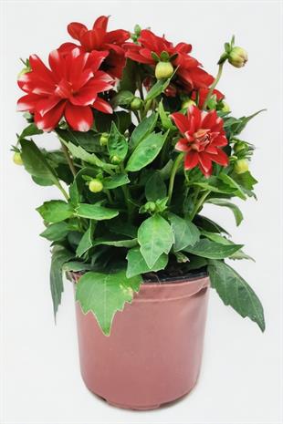 Yıldız Çiçeği | Dahlia Kırmızı Beyaz | MAYIS - EYLÜL