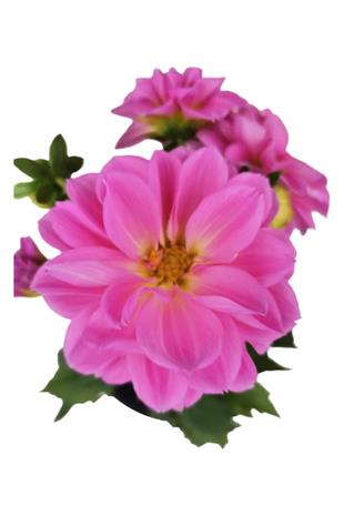 Yıldız Çiçeği | Dahlia Pembe | MAYIS - EYLÜL