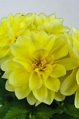 Yıldız Çiçeği | Dahlia Sarı | MAYIS - EYLÜL